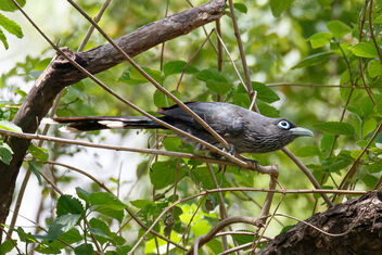 A Blue Faced Malkoha - Free image #471545